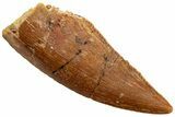 Serrated, Raptor Tooth - Real Dinosaur Tooth #224131-1